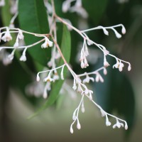 Doona cordifolia Thwaites